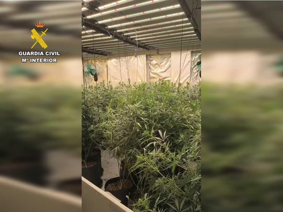 Desarticulado un grupo criminal dedicado al cultivo de marihuana en la Marina Alta