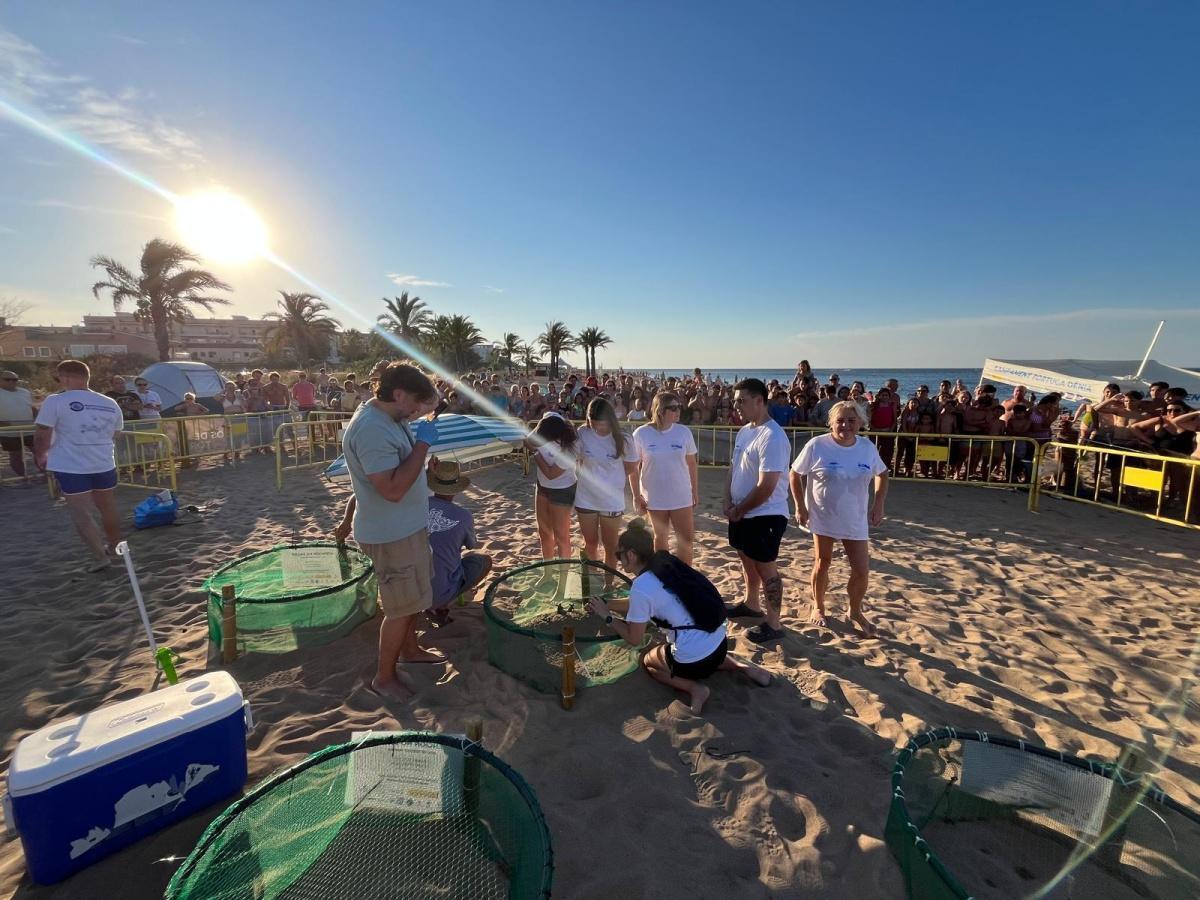 Dénia celebra nuevas eclosiones con más de un centenar de tortugas liberadas en sus playas