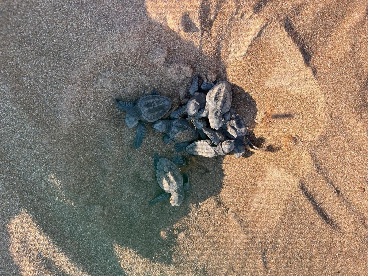 Dénia celebra nuevas eclosiones con más de un centenar de tortugas liberadas en sus playas
