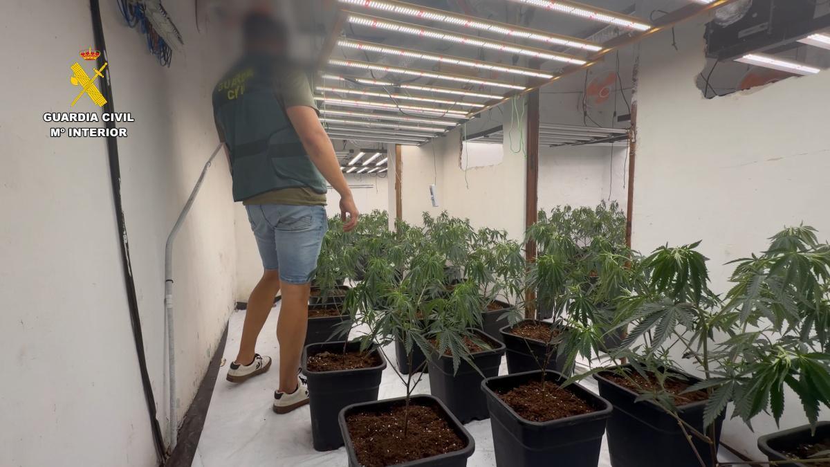 Operación Bonadoor: desmantelado un cultivo de marihuana con 265 plantas en el casco urbano de Teulada