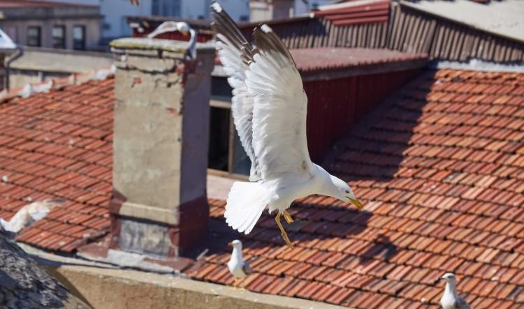 El control de huevos, clave en la estrategia de Dénia contra las gaviotas