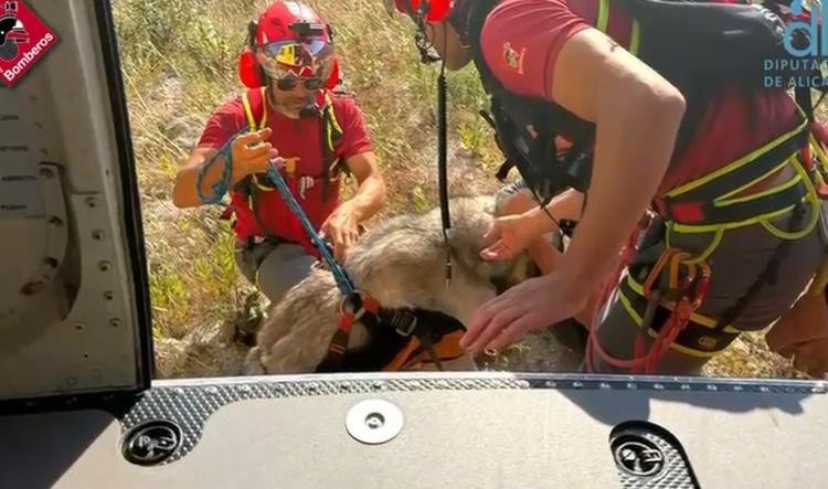 Rescatado en helicóptero un mastín de 80 kg tras desplomarse en ruta de montaña en Vall de Gallinera