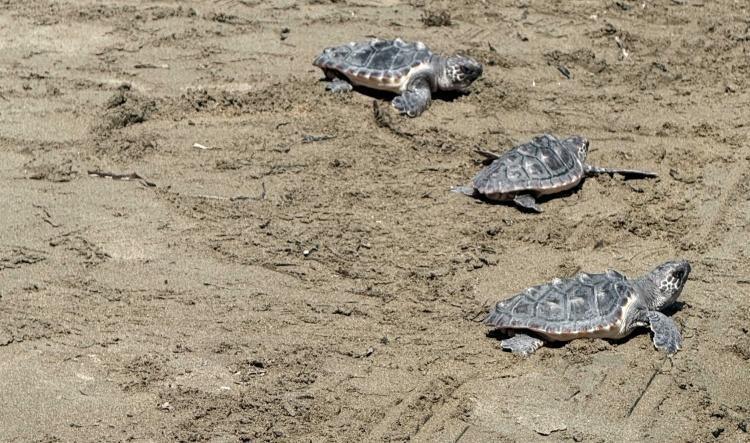 Dénia celebra el Día de los Océanos con la suelta de quince tortugas al mar