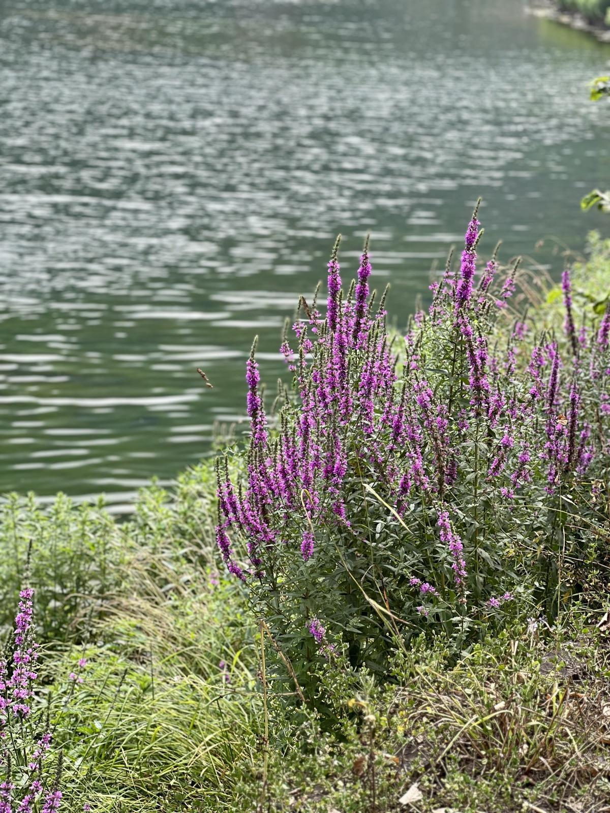 اليوم الثامن - جولة 2025 - طرابزون / أزنغول اليوم الثامن - جولة 2025 - طرابزون / أزنغول