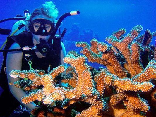 Dive Rarotonga