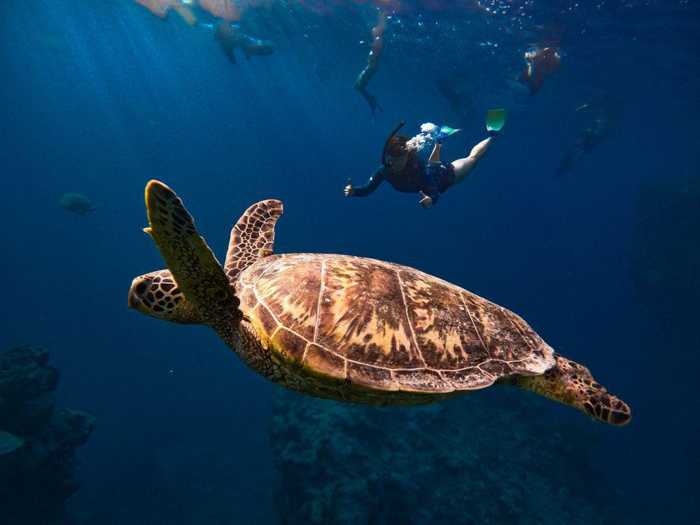 Go Local Cook Islands
