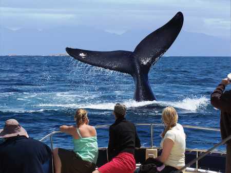 Residents and visitors reminded not to approach whales