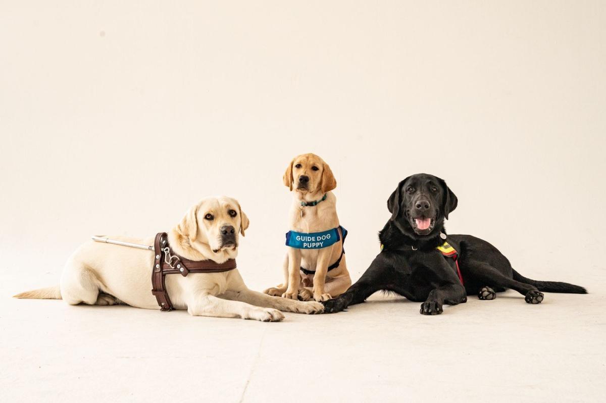 Wear Your Shades Day: A Fun Way to Support Eye Health and Guide Dogs Wear Your Shades Day: A Fun Way to Support Eye Health and Guide Dogs