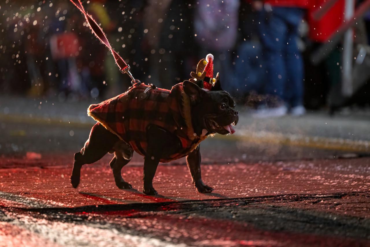 pug in parade