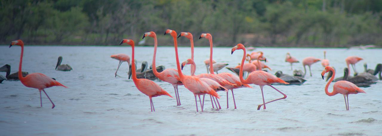 Los Flamencos Riohacha