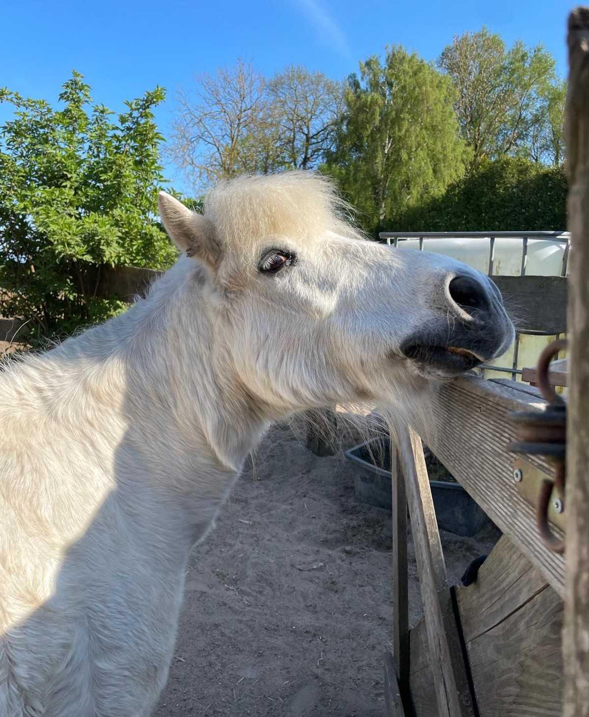 Tierbegleitete Trauerarbeit