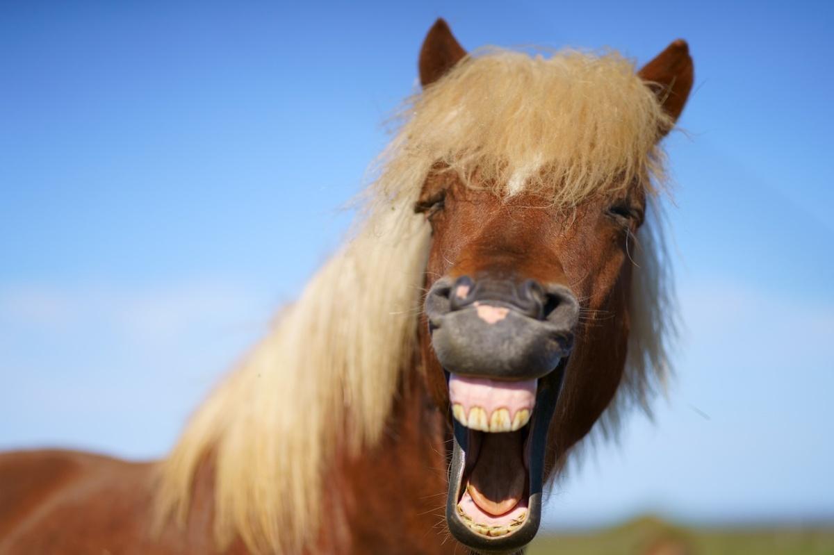 Sommer, Sonne, Pferdespaß – seid dabei! Sommer, Sonne, Pferdespaß – seid dabei!