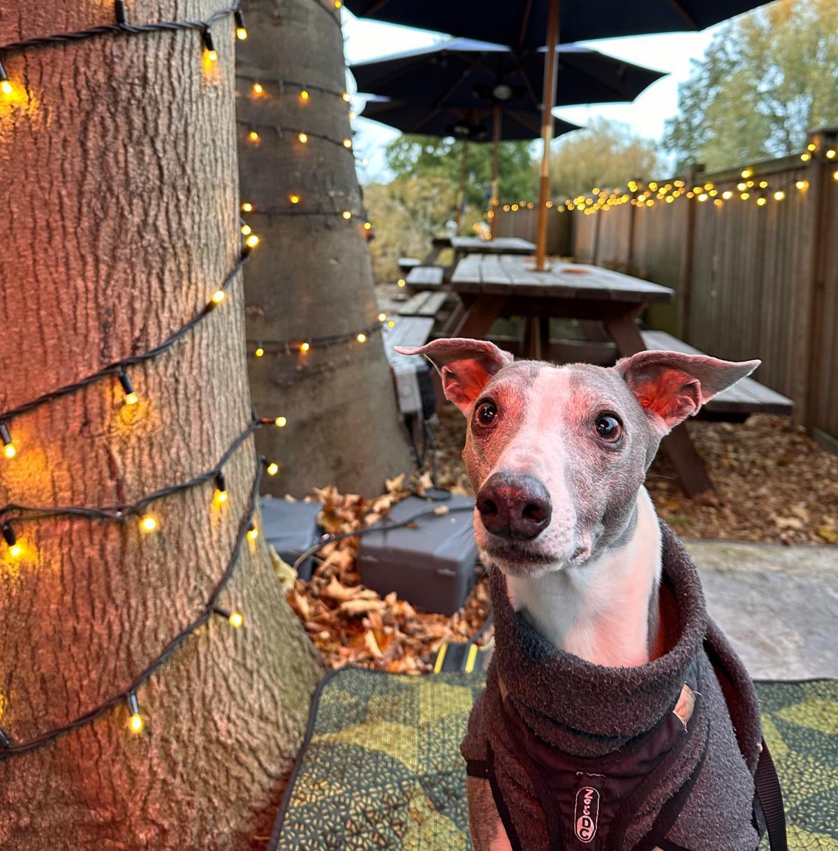 Dog-Friendly Cambridge, the Indie Way