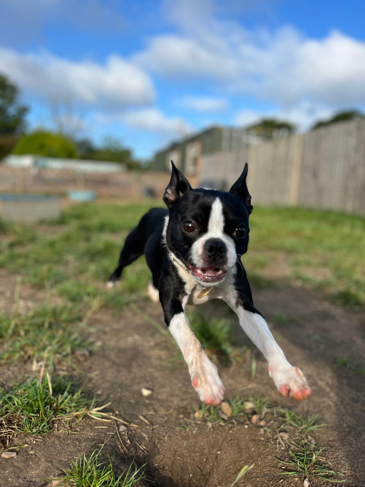 Doggie Daycare Doggie Daycare