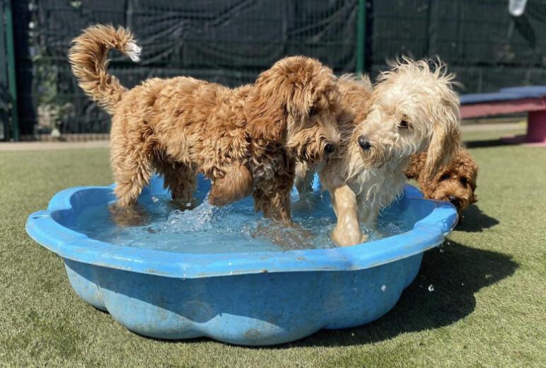 Puppies