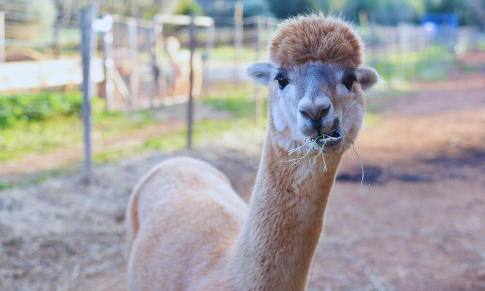 Must Visit – The Heartwarming Alpaca Farm of Bart and San in the North