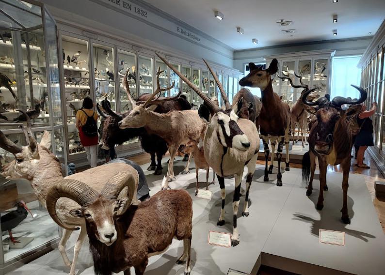 🎧 Le Muséum d'Histoire naturelle 🎧 Le Muséum d'Histoire naturelle