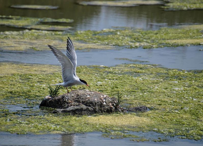 La Réserve naturelle nationale de Lilleau des Niges La Réserve naturelle nationale de Lilleau des Niges