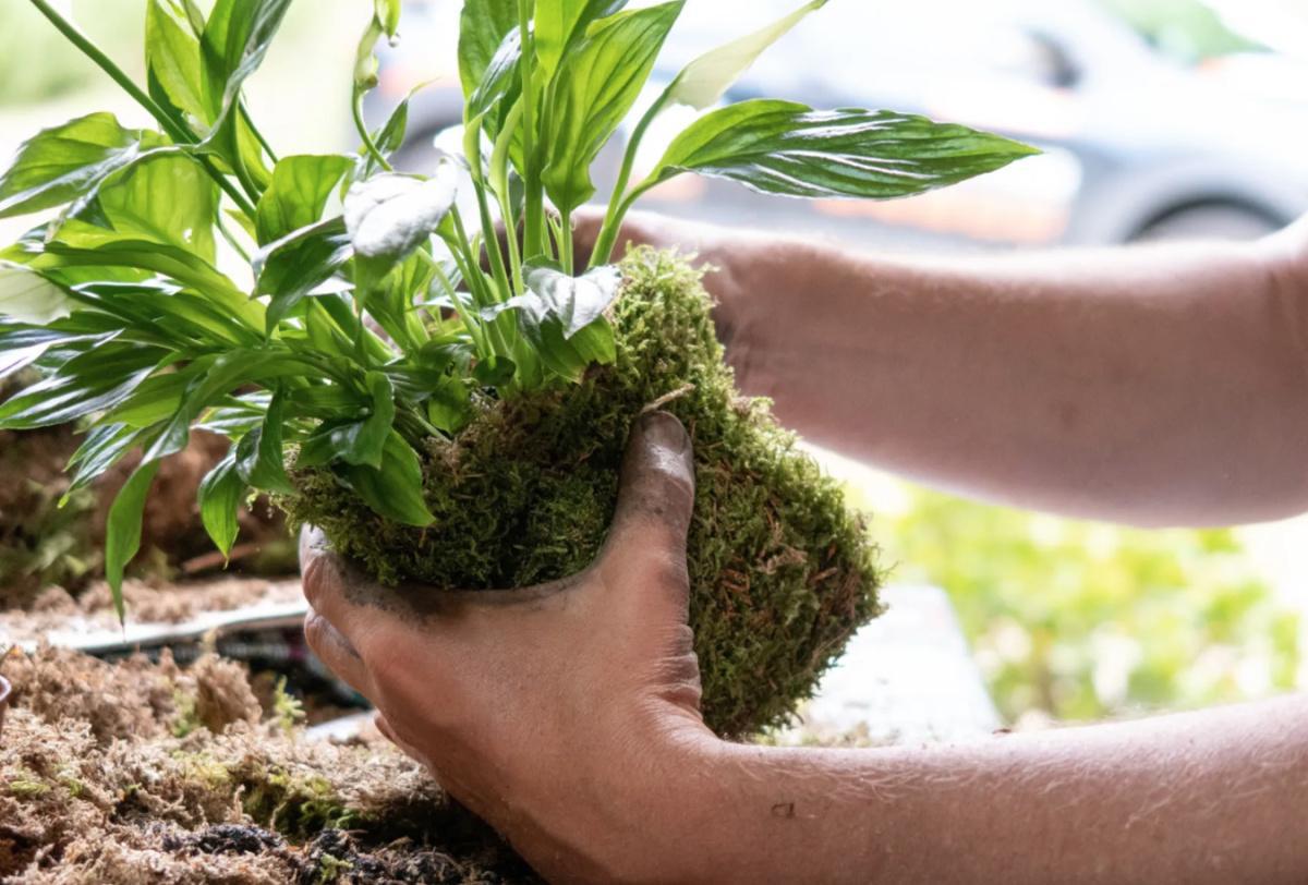 🌱 Crée ton kokedama avec Jérôme 🌱 Crée ton kokedama avec Jérôme