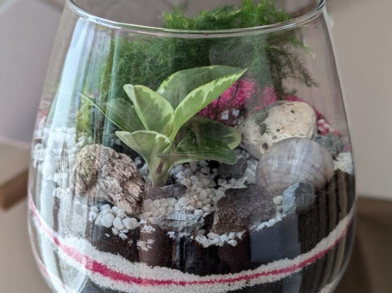 🌿 Créez votre propre terrarium avec Sarah à La Rochelle 🌿 Créez votre propre terrarium avec Sarah à La Rochelle