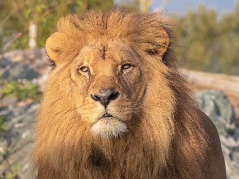 🎟️ Billet pour le Natur'Zoo de Mervent 🎟️ Billet pour le Natur'Zoo de Mervent