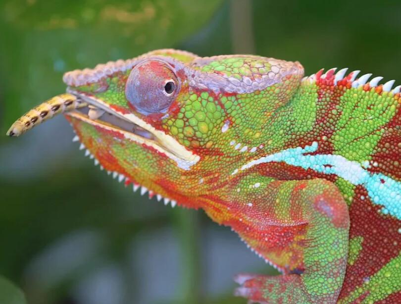 🦎 Billet pour le ZooParc Planet Exotica 🦎 Billet pour le ZooParc Planet Exotica