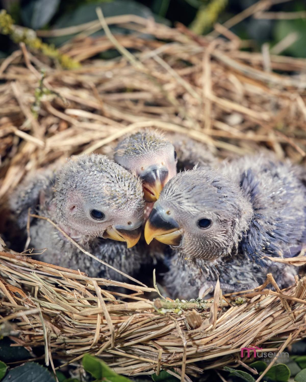 Animation - Un doux petit nid au Muséum d'Histoire Naturelle Animation - Un doux petit nid au Muséum d'Histoire Naturelle