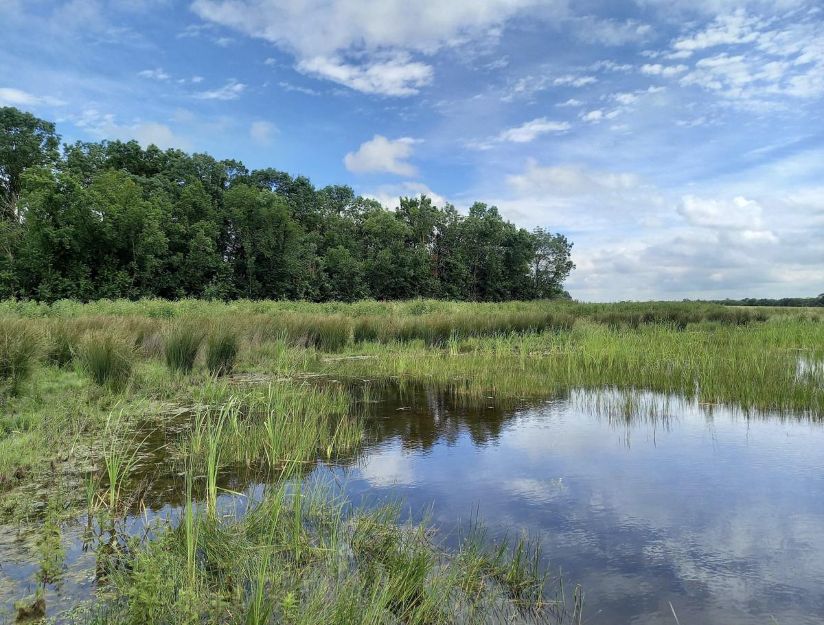 Ciné-concert sur les zones humides 