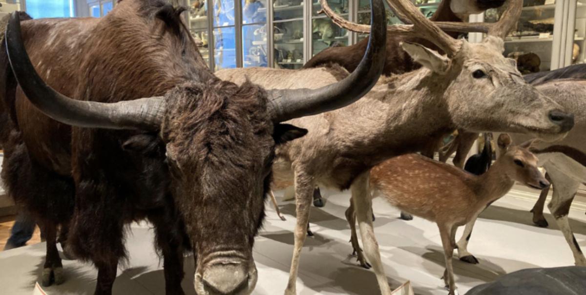 Atelier créatif familial au Muséum d'histoire naturelle de La Rochelle Atelier créatif familial au Muséum d'histoire naturelle de La Rochelle