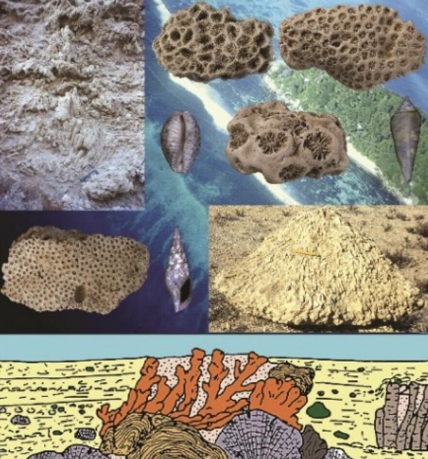 Quand la Méditerranée était tropicale à la Bibliothèque scientifique du Muséum
