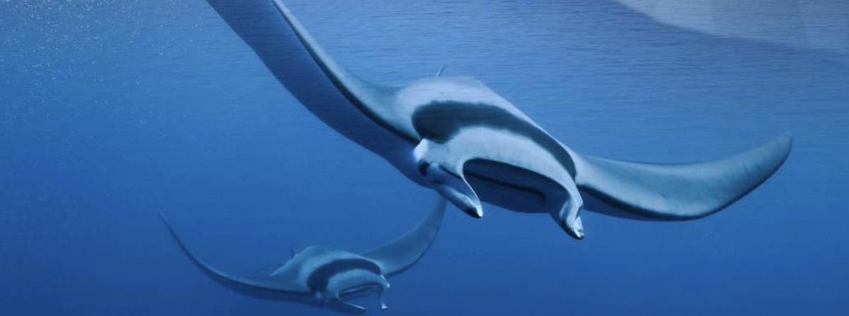 FLEAA - MOBULA la légende des diables à la Maison de l'étudiant FLEAA - MOBULA la légende des diables à la Maison de l'étudiant