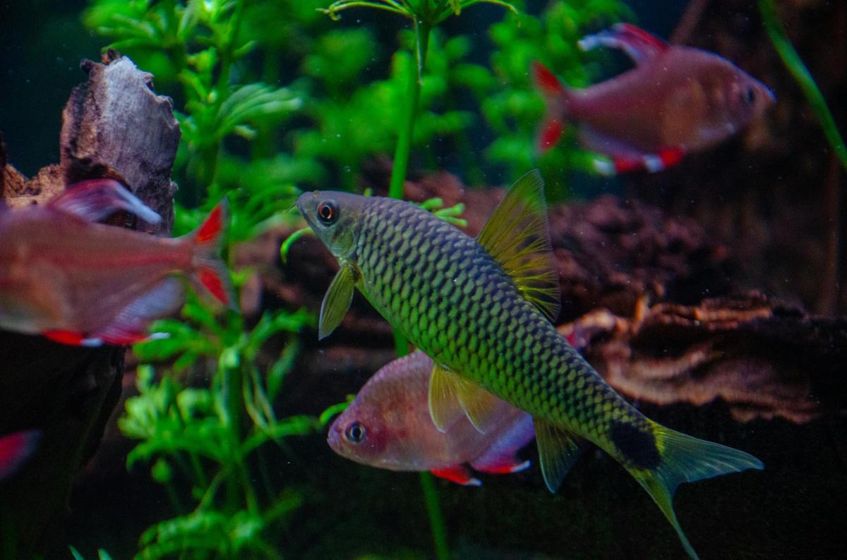 Aquarium de La Rochelle 2026 : guide complet (tarifs, animaux, horaires, conseils) Aquarium de La Rochelle 2026 : guide complet (tarifs, animaux, horaires, conseils)