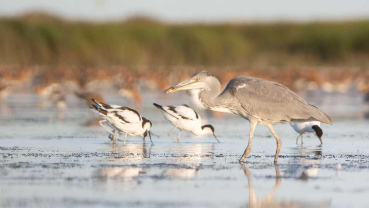 Les Oiseaux de la Baie d'Yves Les Oiseaux de la Baie d'Yves
