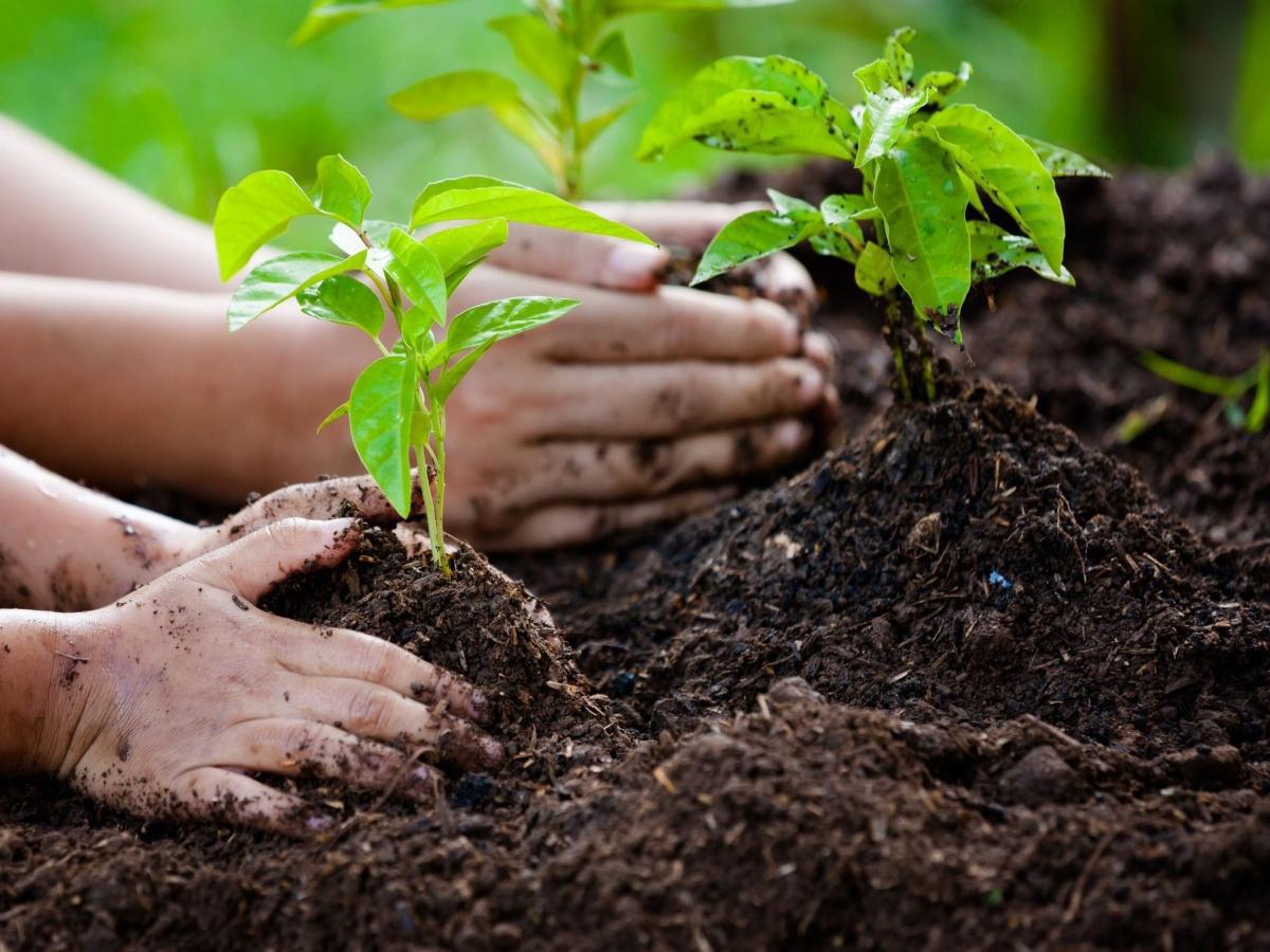 Atelier jardinage enfants à L'Agora de Lagord
