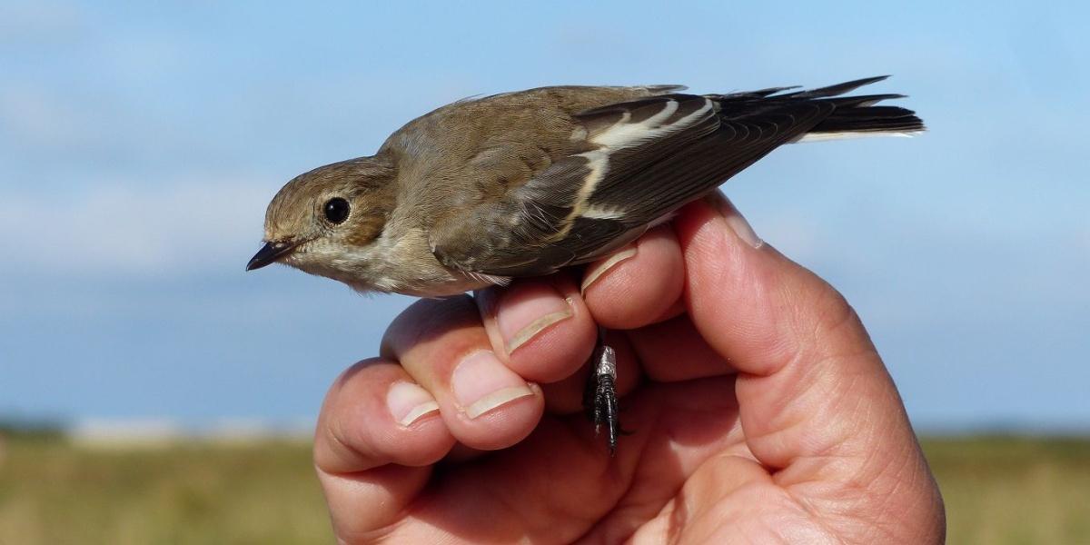 Découverte du suivi scientifique des oiseaux par le baguage à L'Houmeau