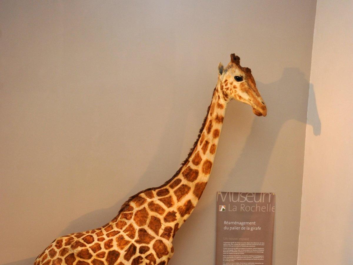 Zarafa et les premières girafes européennes à la bibliothèque du Muséum Zarafa et les premières girafes européennes à la bibliothèque du Muséum