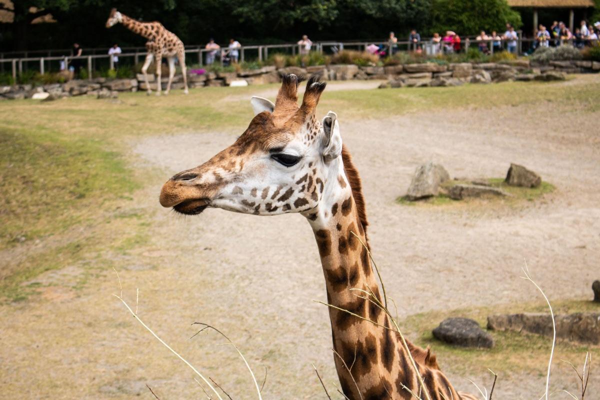 Où dormir près du zoo de La Palmyre ? Le guide des stations, campings et villes d'étape Où dormir près du zoo de La Palmyre ? Le guide des stations, campings et villes d'étape