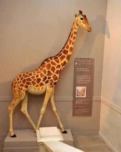 L'histoire évolutive de la girafe, conférence au Muséum de La Rochelle L'histoire évolutive de la girafe, conférence au Muséum de La Rochelle