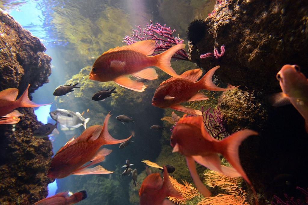 Aquarium de La Rochelle : billets, horaires, durée de visite et où dormir Aquarium de La Rochelle : billets, horaires, durée de visite et où dormir