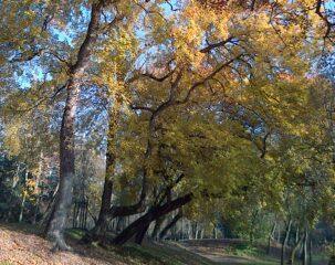 Derniers coloris d'automne, balade nature dans le parc Charruyer Derniers coloris d'automne, balade nature dans le parc Charruyer