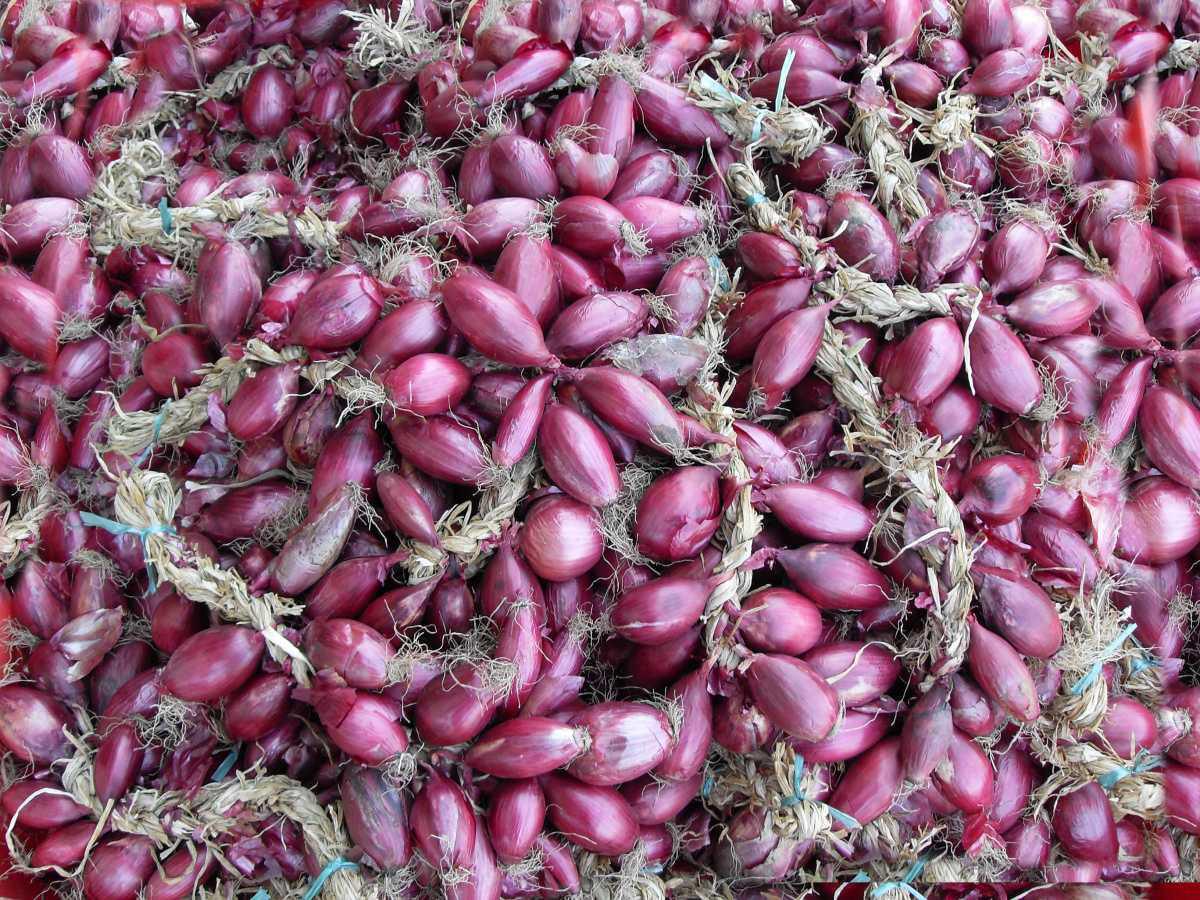 Festival della Cipolla Rossa Festival della Cipolla Rossa