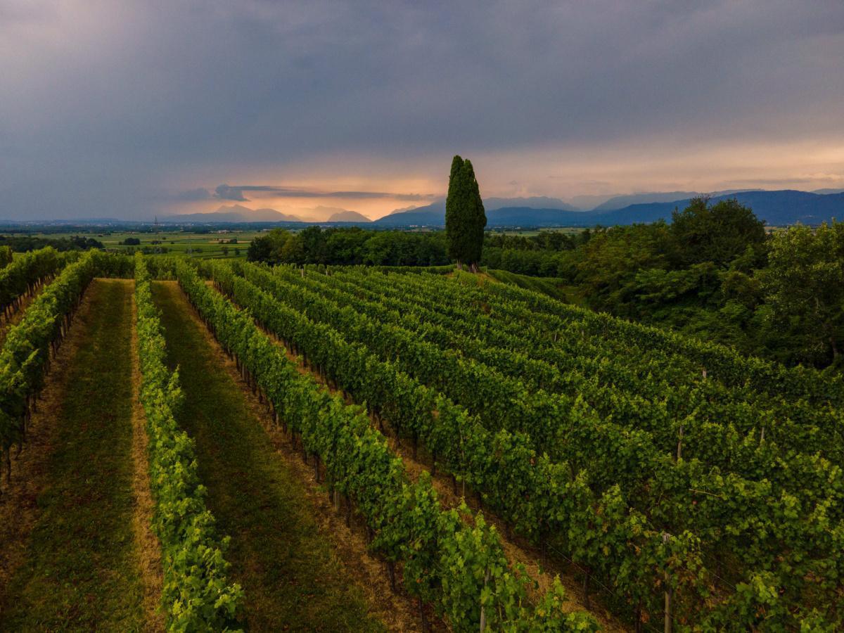 Festa Regionale dei Vini