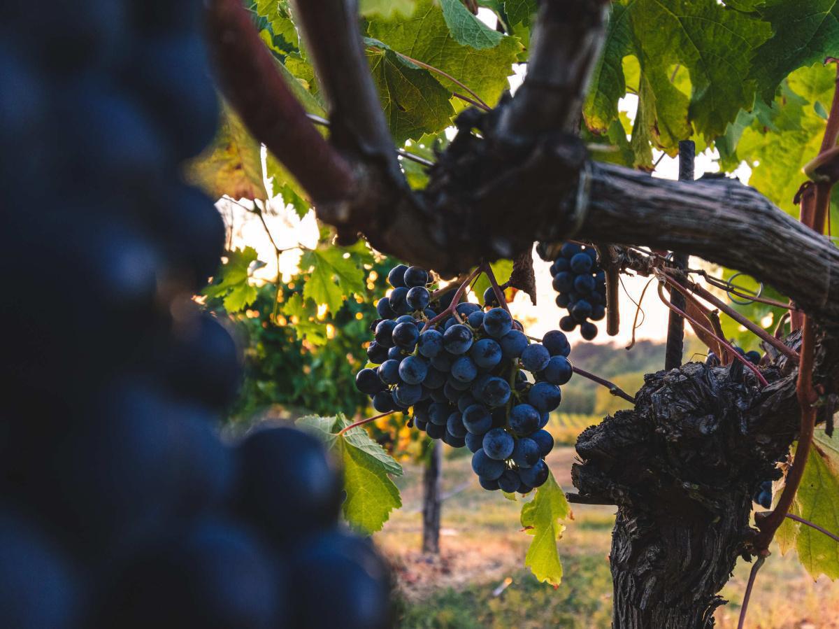 Festa Regionale dei Vini