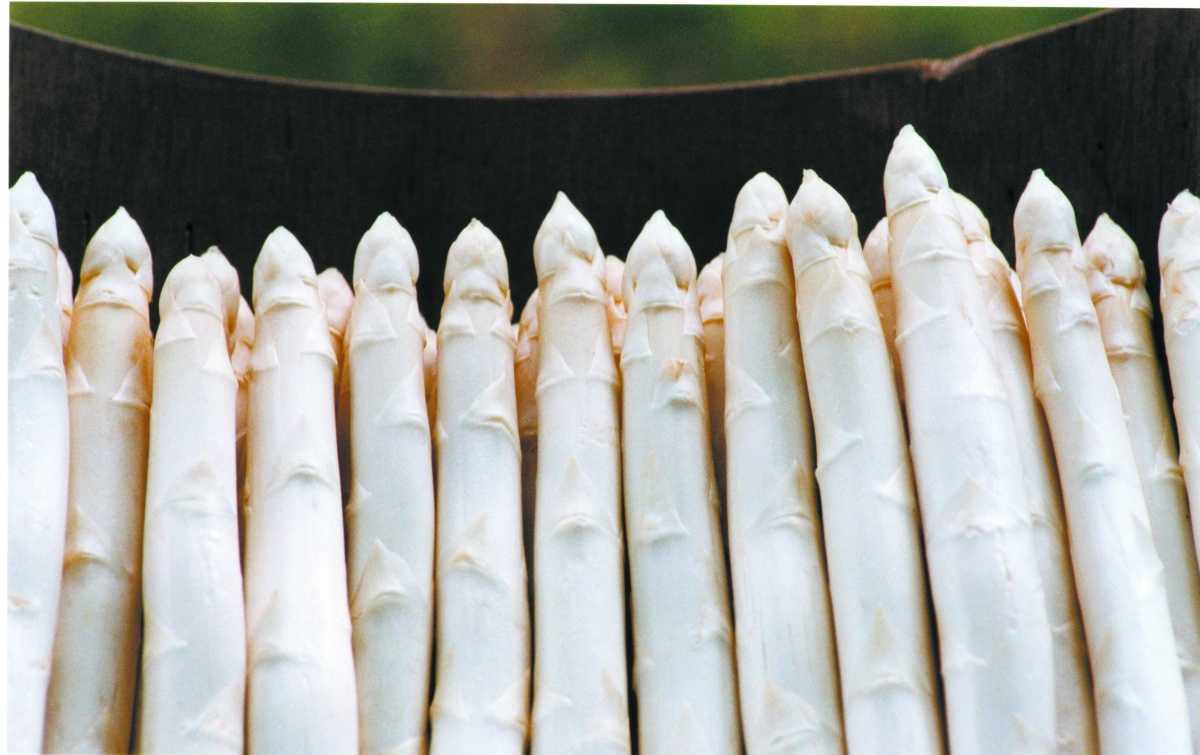 Festa degli Asparagi