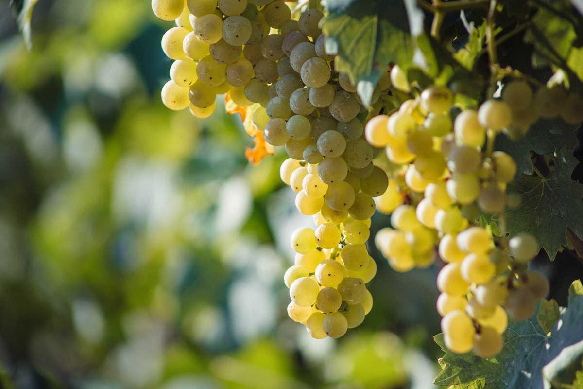 Festa Regionale del Vino Friulano