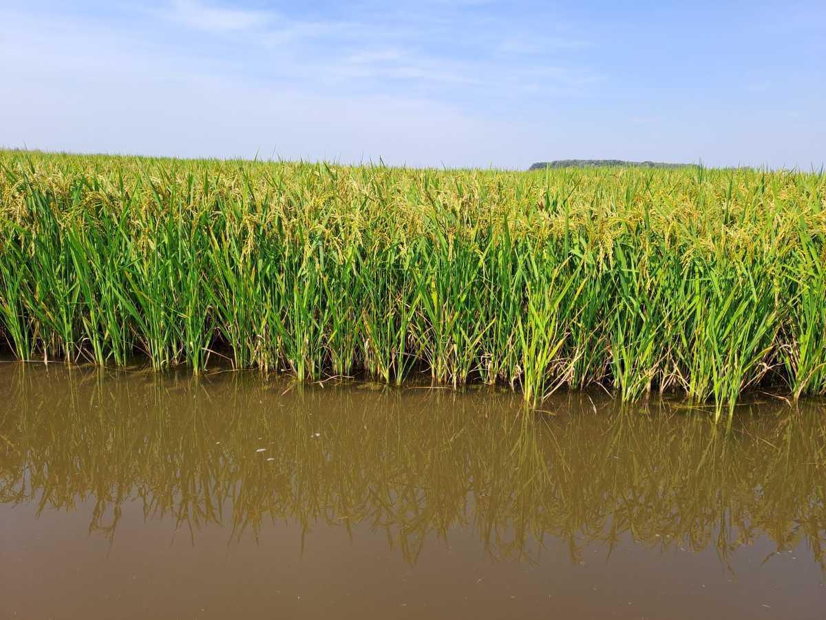 Sagra del Riso Sagra del Riso