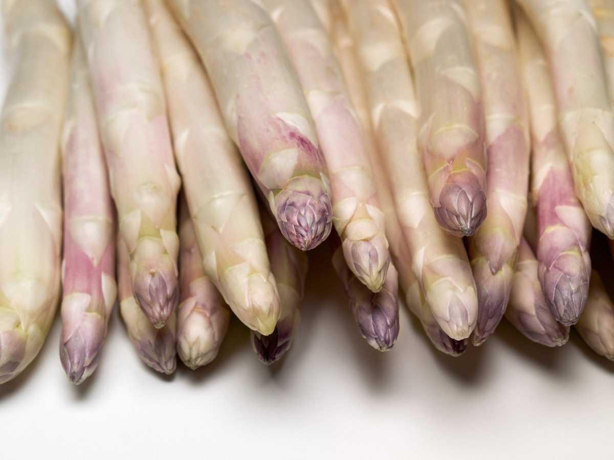 Sagra dell'Asparago Rosa Sagra dell'Asparago Rosa