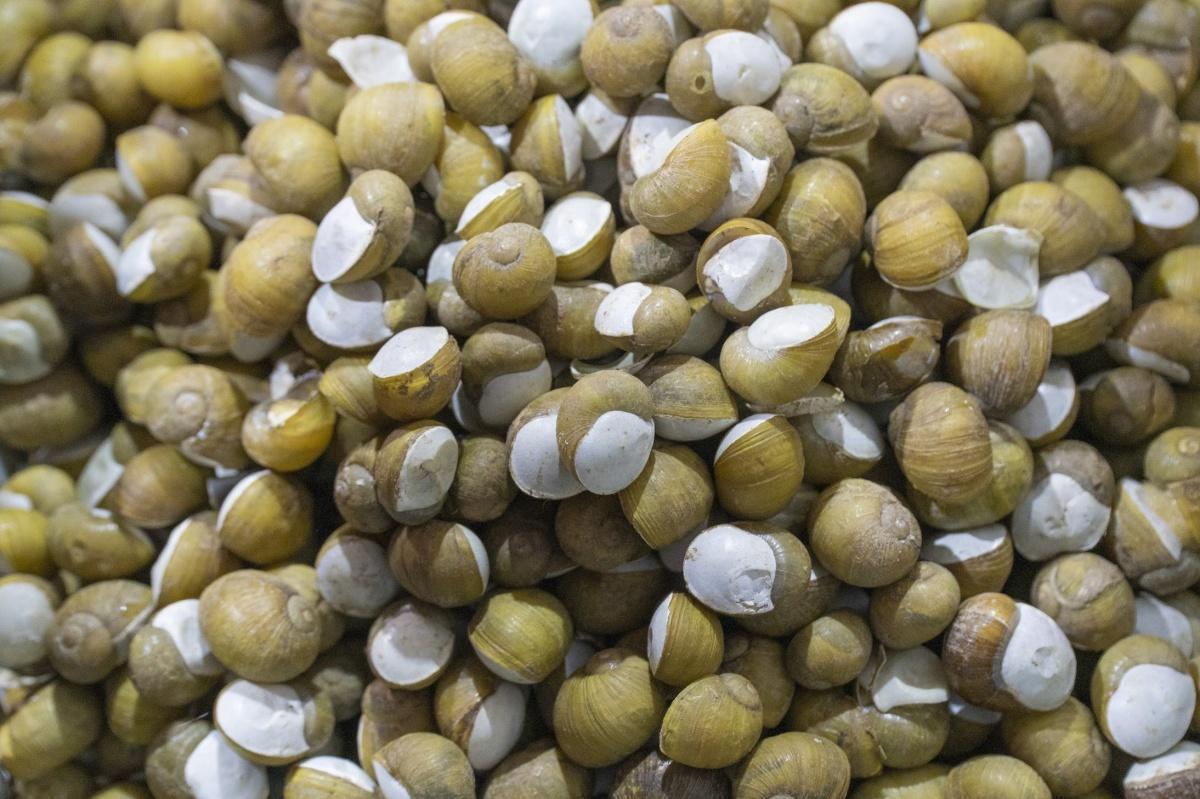 Festa della Municeddha Festa della Municeddha