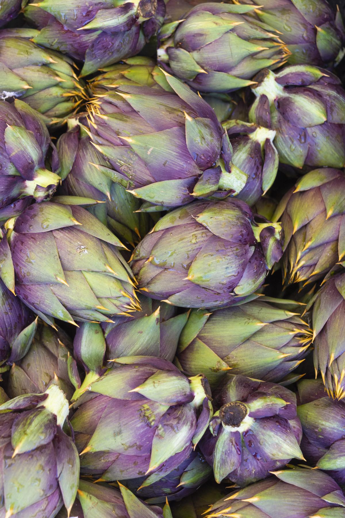 Sagra del Carciofo Spinoso Sagra del Carciofo Spinoso