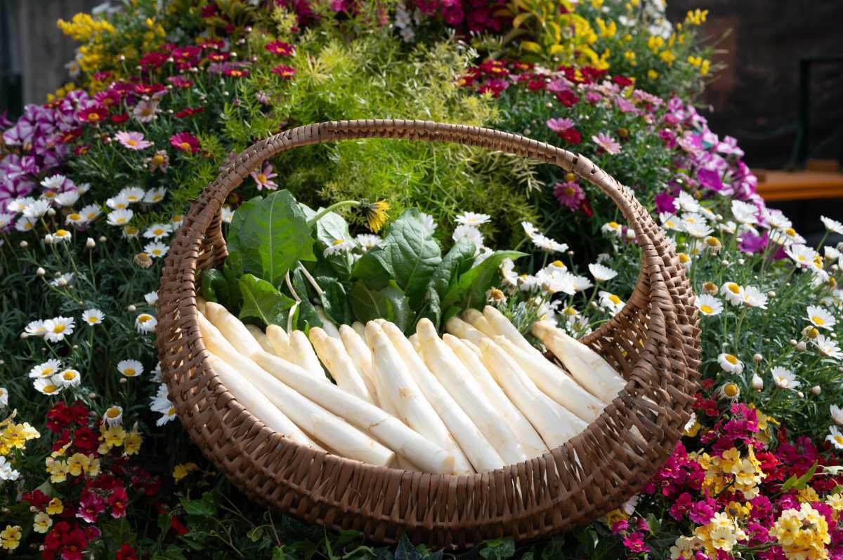 Festa dell'Asparago Bianco Festa dell'Asparago Bianco